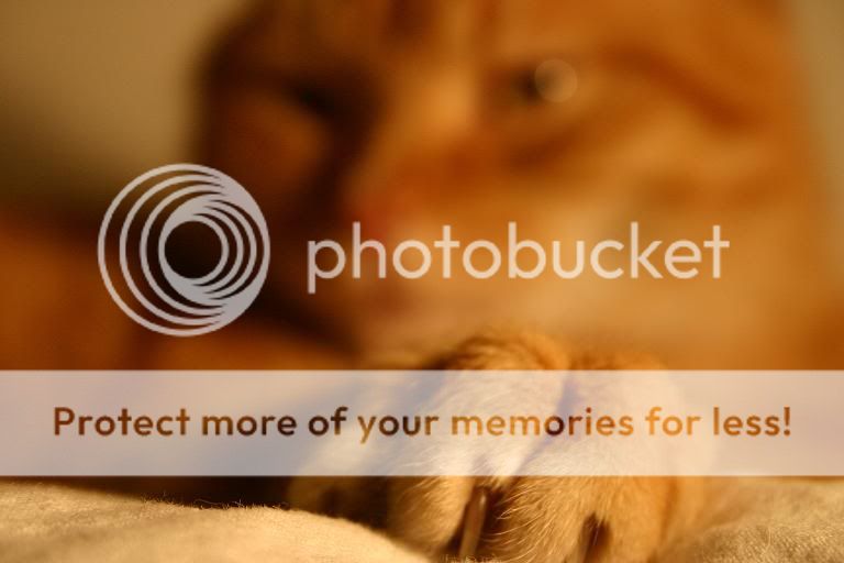 Fotografie