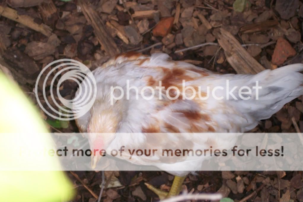 Do any of your Chickens have no comb or a flat comb? BackYard
