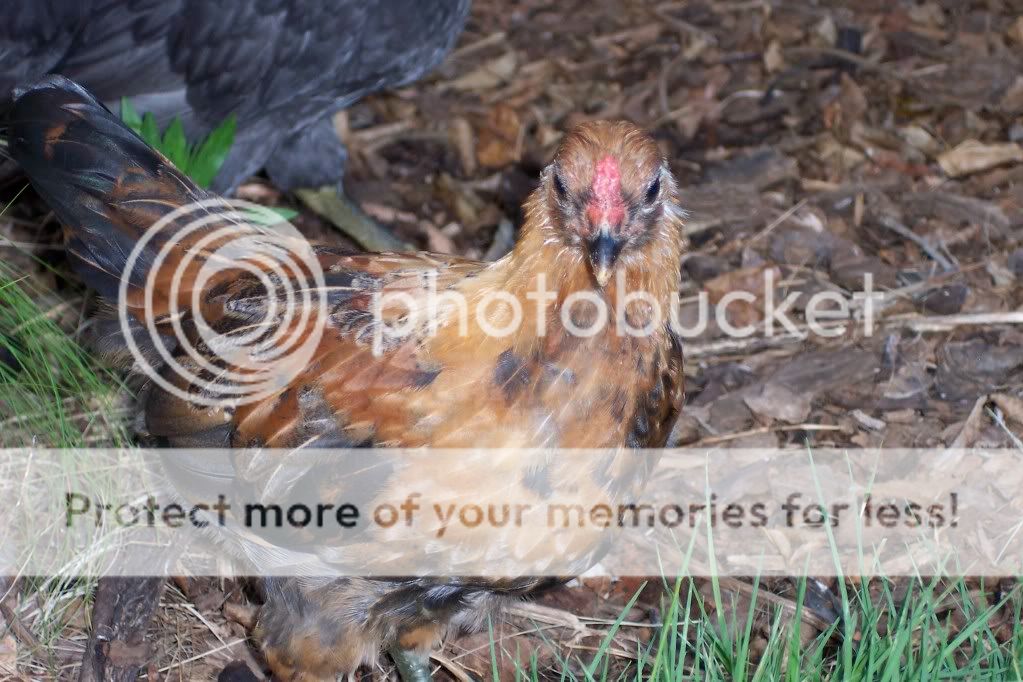 Do any of your Chickens have no comb or a flat comb?
