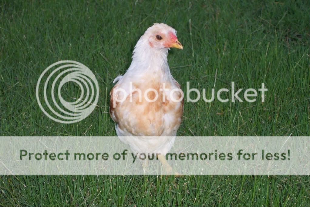 Do any of your Chickens have no comb or a flat comb?