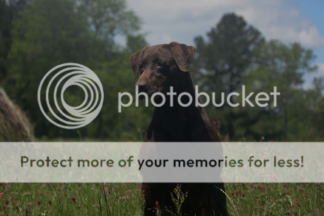 HRCH Heavy Chevy From Big Daddy Cuda photo Chevy479-Edit.jpg