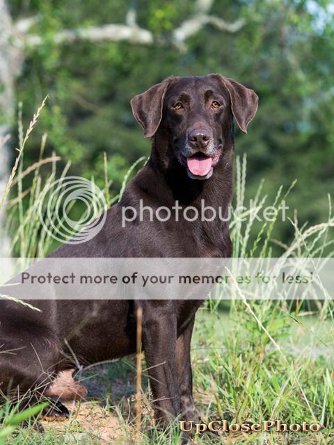  photo Scooby_001_050716_W.jpg